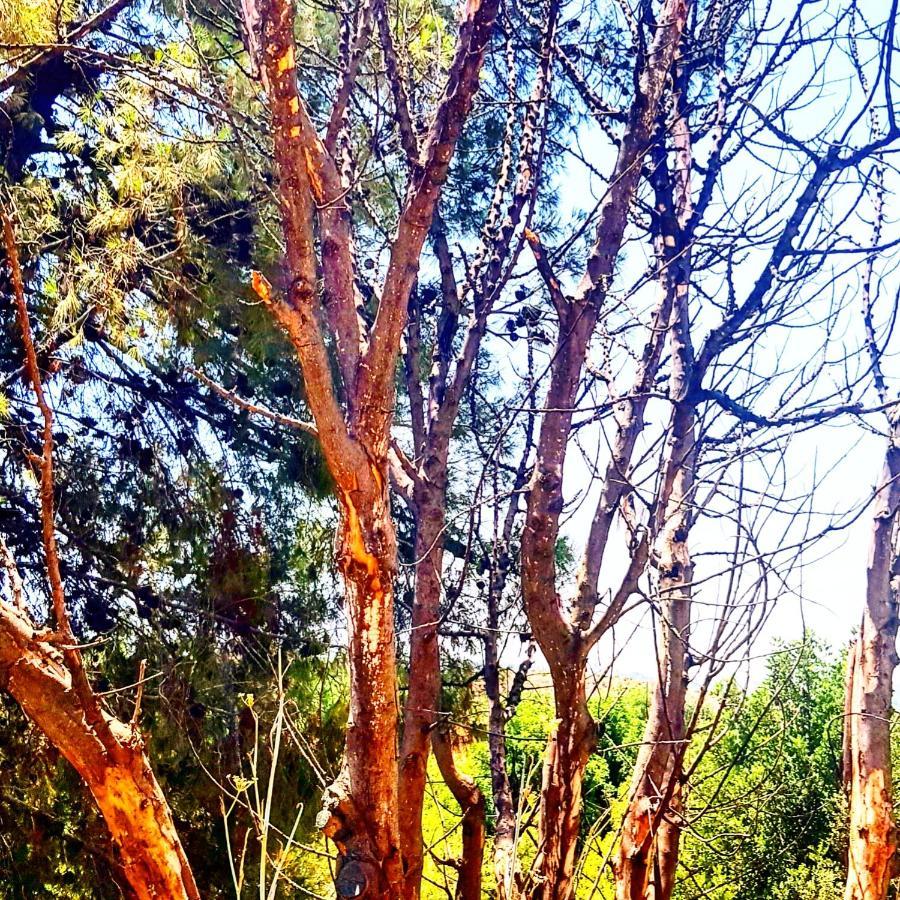 Kibbutz Nachshon Bed & Breakfast エクステリア 写真