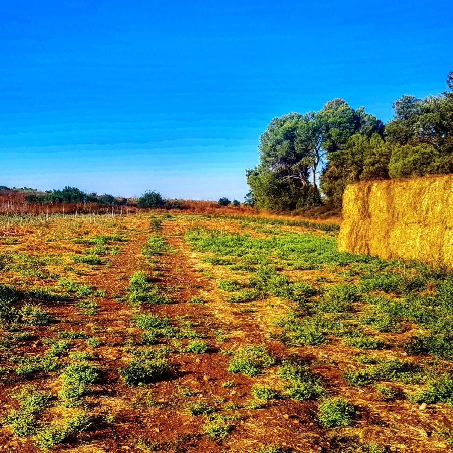 Kibbutz Nachshon Bed & Breakfast エクステリア 写真