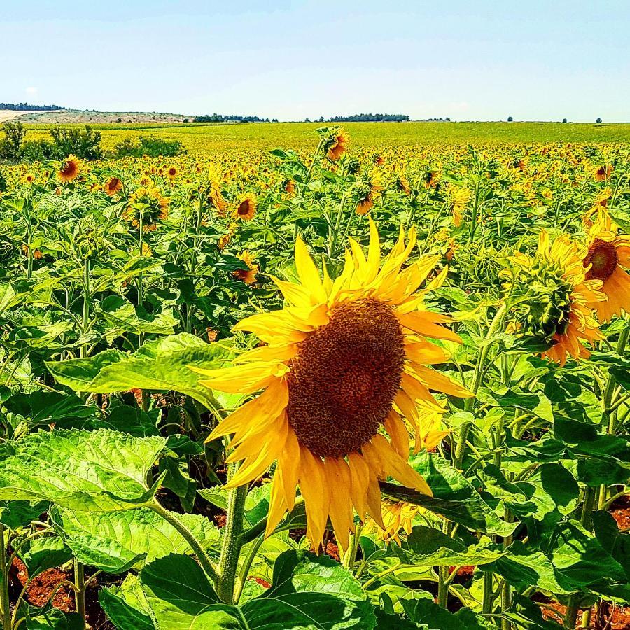 Kibbutz Nachshon Bed & Breakfast エクステリア 写真