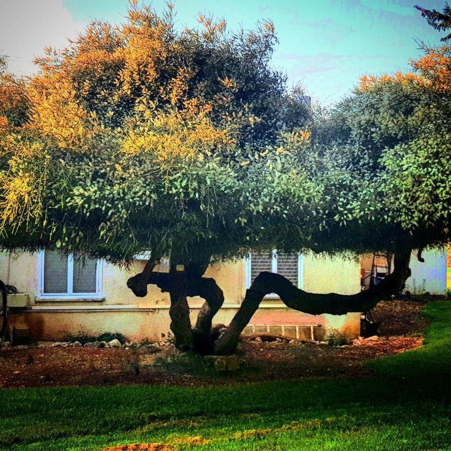 Kibbutz Nachshon Bed & Breakfast エクステリア 写真