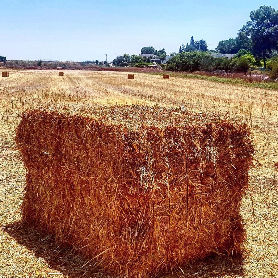 Kibbutz Nachshon Bed & Breakfast エクステリア 写真